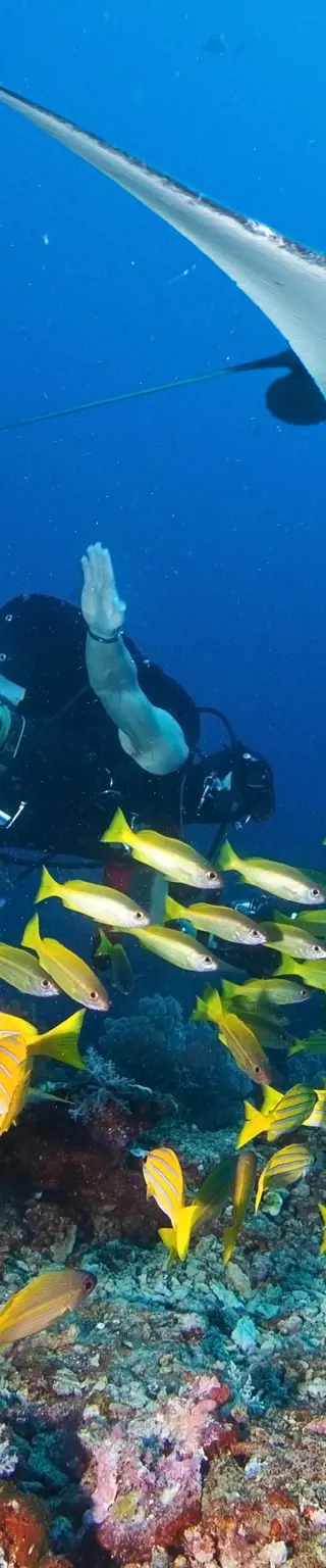 In den Steilwänden des Manta Reef Mantarochen beobachten in Mozambique